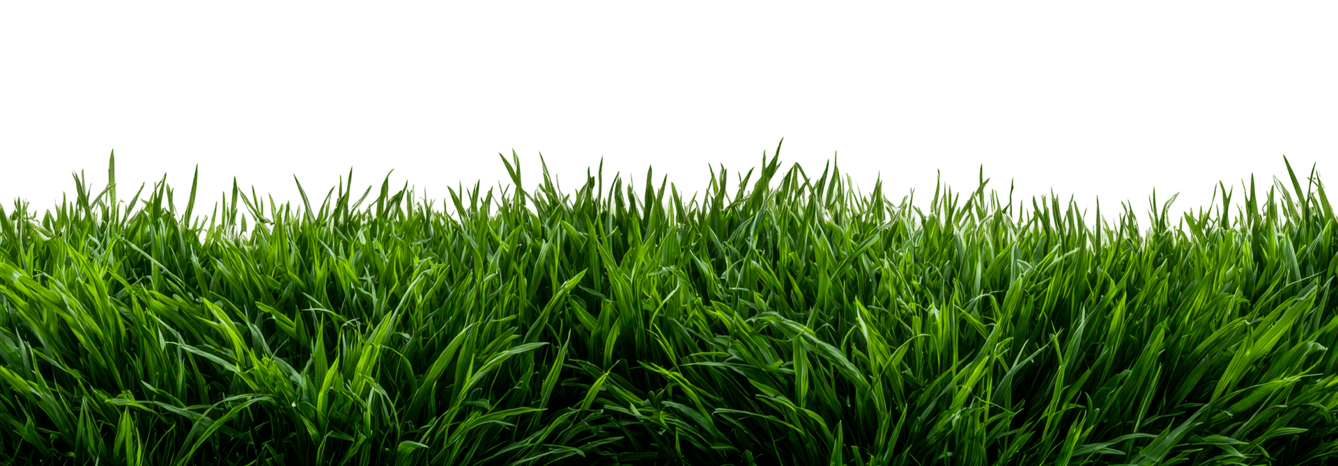 grass